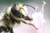 Megachile sp.